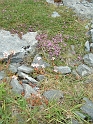 Burren Flowers